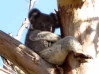 Kangaroo Island