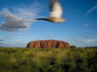 Outback