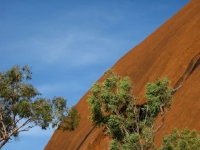 Outback