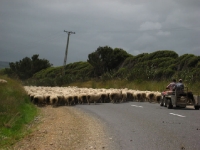 Sheep-Catlins (2 of 3)