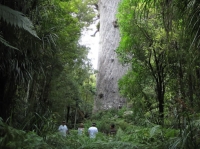 Kauri giants