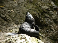 Baby seal at Ohau Stream and Waterfall