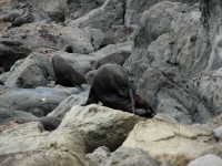 Ohau Seal Colony
