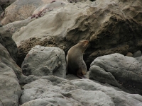 Ohau Seal Colony
