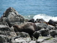 Point Kean Seal Colony