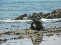 Point Kean Seal Colony