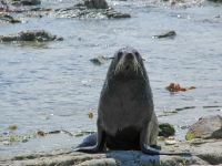 Ohau Seal Colony