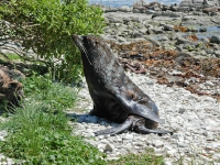 Point Kean Seal Colony