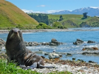 Point Kean Seal Colony