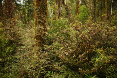 OpararaArches-OpararaBasin-Karamea (40 of 111)