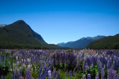 Lupins in the valley