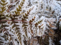 Morning frost